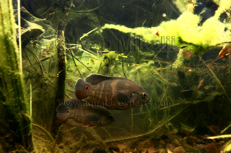 habitat del ciclido oscar